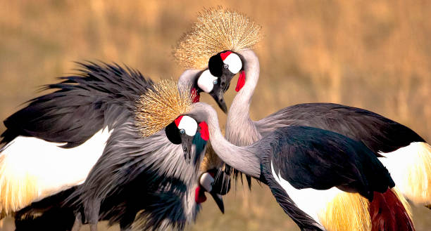 istock Two pairs of beautiful crowned cranes engaged in a mating display 1134072984