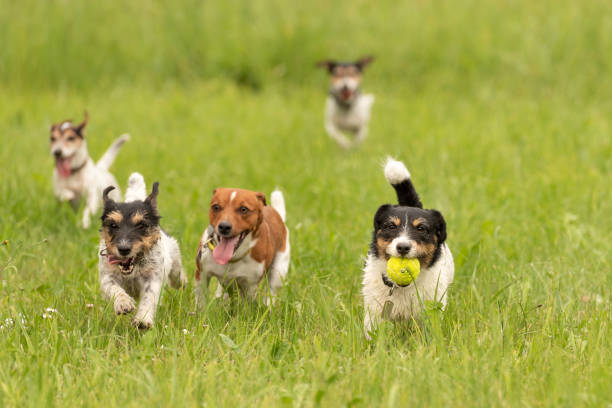 A pack of small Jack Russell Terrier are running and playing together in the meadow with a ball Many dogs run and play with a ball in a meadow - a cute pack of Jack Russell Terriers agility animal canine sports race stock pictures, royalty-free photos & images