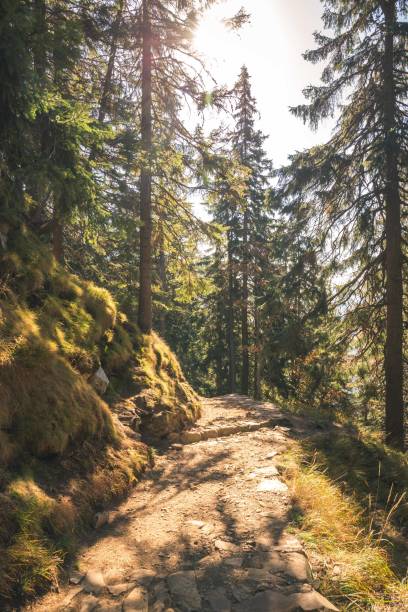 istock Autumn forest path landscape. Forest trail rocks in autumn season. 1134073579