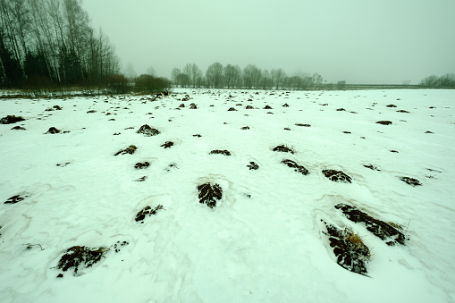 mole camuflage molehill pattern in the field with snow and mist in countryside, wide angle view