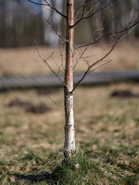 istock birch trees with damaged bark in naked winter landscape 1134073937