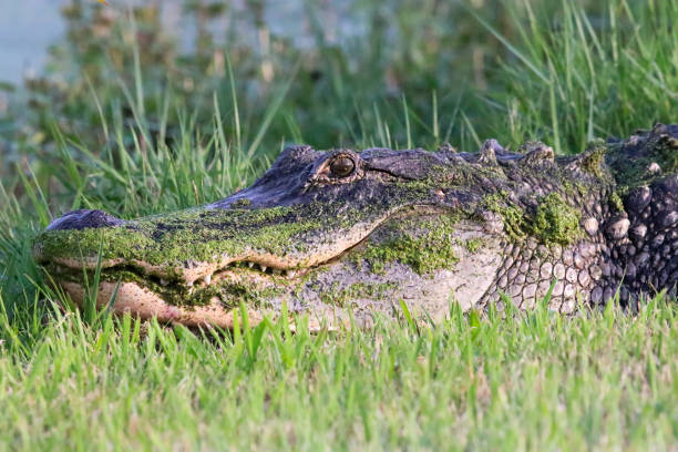 istock American Alligator lakeside in Florida 1134075172