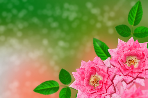Bright colorful flower rose. Natural floral background.