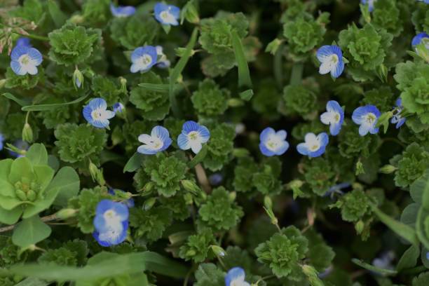 istock Persian speedwell flowers 1134075300