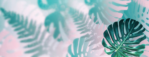istock Tropical exotic monstera leaves. 1134075692