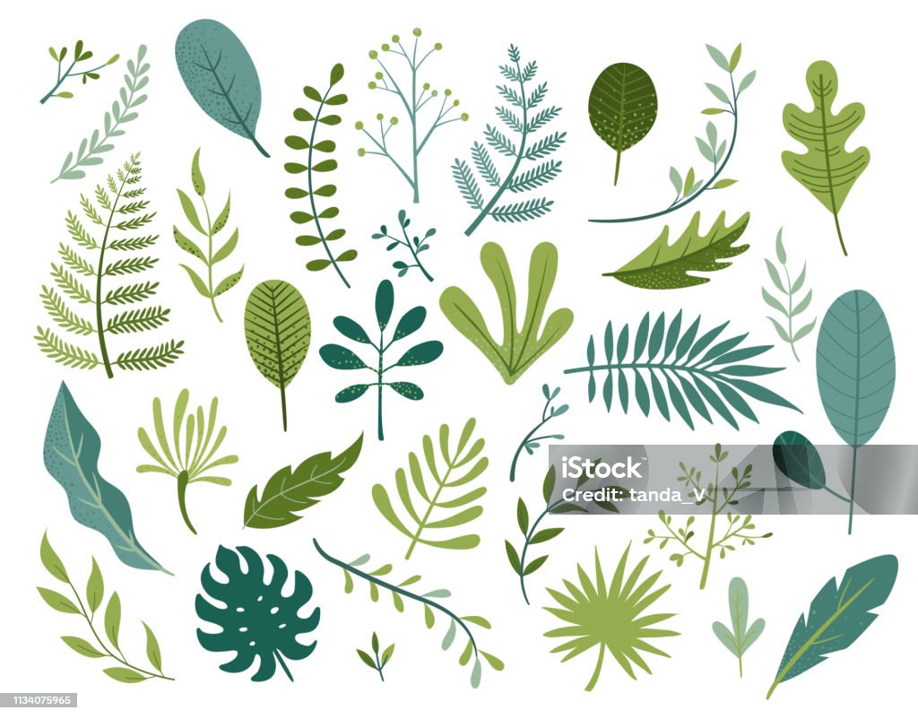 Set of different tropical and other isolated leaves. Set of different tropical and other isolated green leaves. Palm, banana leaf, hibiscus, plumeria, split leaf, philodendron. Jungle collection for your design.Vector illustration. Leaf stock vector