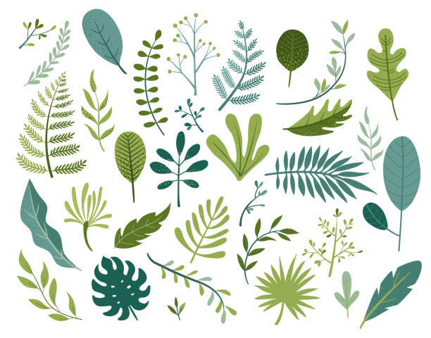 Set of different tropical and other isolated leaves. Set of different tropical and other isolated green leaves. Palm, banana leaf, hibiscus, plumeria, split leaf, philodendron. Jungle collection for your design.Vector illustration. apocynaceae stock illustrations