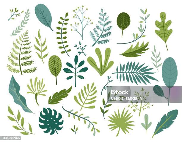 Set Of Different Tropical And Other Isolated Leaves Stock Illustration - Download Image Now