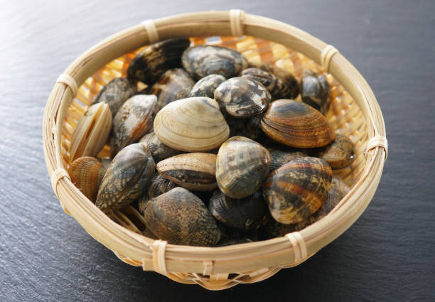 istock Asari clam. Manila clam. 1134076746