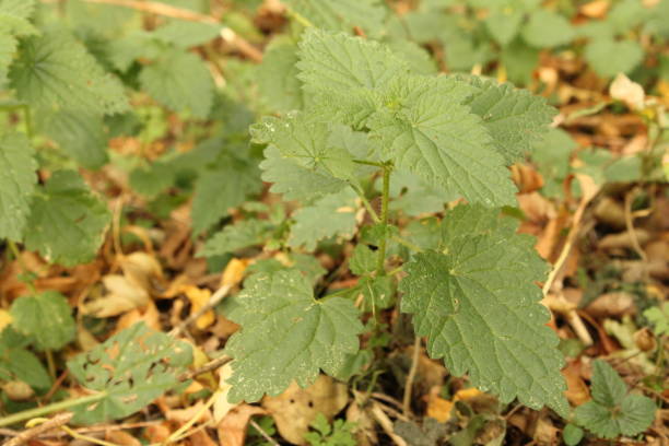 istock a nettle plant closeup in the forest in autumn 1134077117