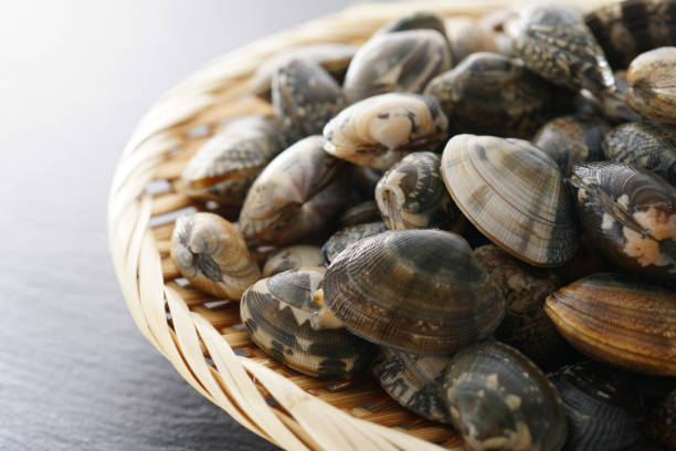 istock Asari clam. Manila clam. 1134077166