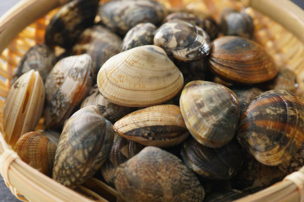 istock Asari clam. Manila clam. 1134077267