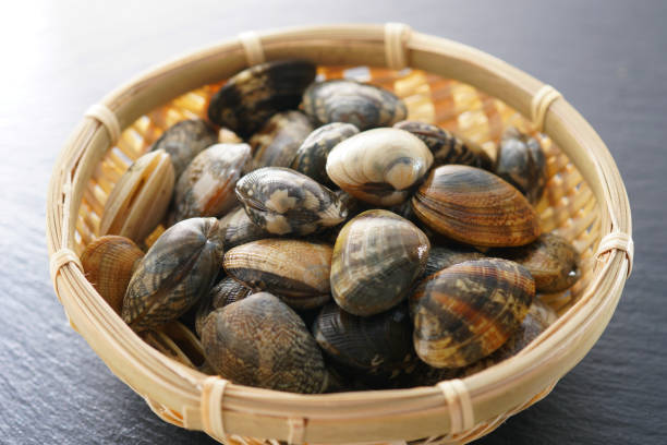 istock Asari clam. Manila clam. 1134077313