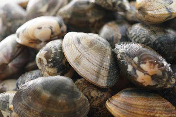 istock Asari clam. Manila clam. 1134077444