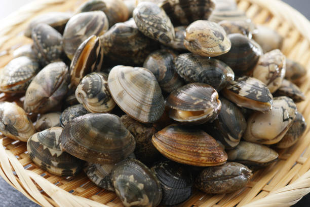 istock Asari clam. Manila clam. 1134078009