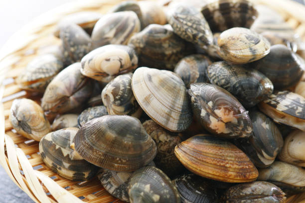 istock Asari clam. Manila clam. 1134078031