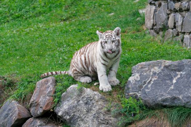 istock Young tiger, baby in the meadow 1134078042