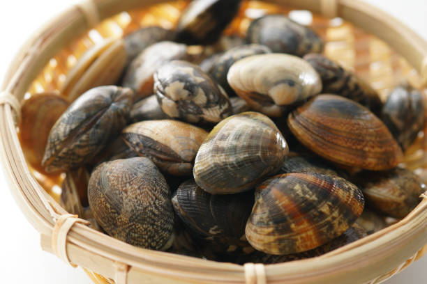 istock Asari clam. Manila clam. 1134078045