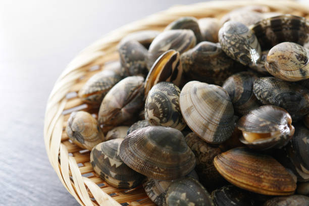 istock Asari clam. Manila clam. 1134078059