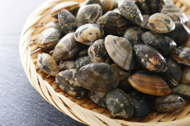 istock Asari clam. Manila clam. 1134078361