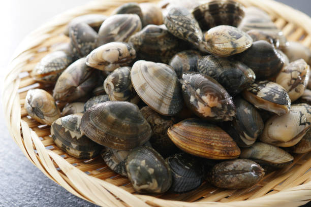 istock Asari clam. Manila clam. 1134078410