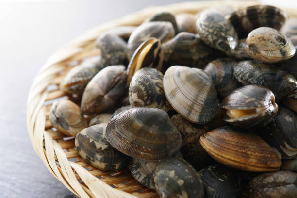 istock Asari clam. Manila clam. 1134078443