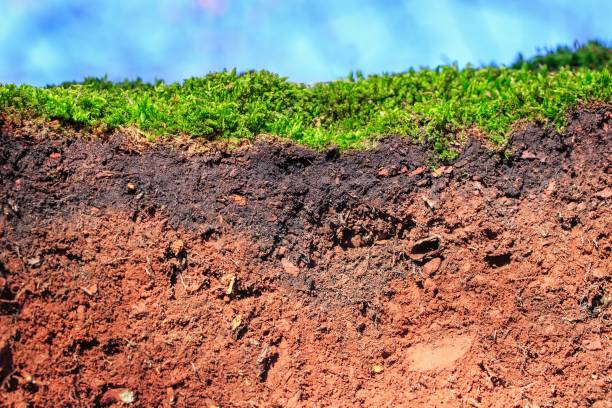 istock Closeup of a soil 1134078526