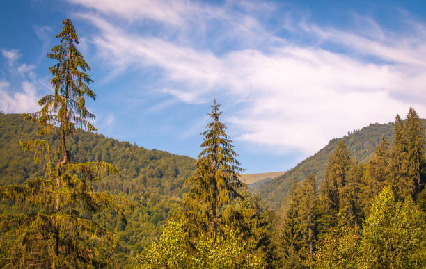 istock Summer in the Carpathians 1134078716