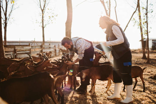 istock Small Farm Owners - Goat Farm 1134078887