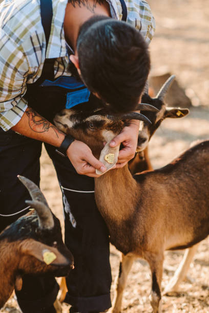 istock Small Farm Owners - Goat Farm 1134079014