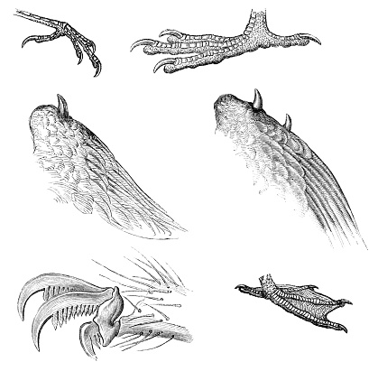 Different types of animal talons/claws from Magasin Pittoresque. Vintage etching circa mid 19th century. Black Redstart [top left], Vulture [top right], Torrnet Duck wing spur [middle left], Screamer double wing spur [middle right], Spider [bottom left], Cormorant [bottom right].