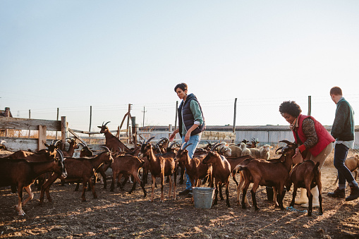 Volunteers helping on goat farm. Feeding animals together.