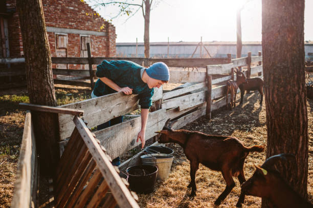 istock Goat Farm Volunteers 1134079929