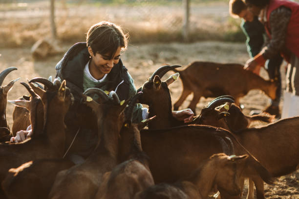 istock Goat Farm Volunteers 1134080247