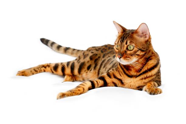 istock Bengal Cat, Freisteller 1134080464