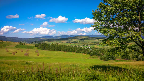 istock Summer in the Carpathians 1134081412