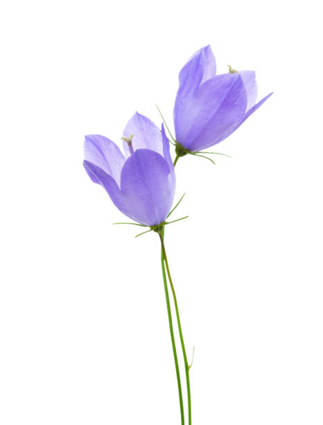 istock Two bellflowers isolated on white background. 1134081445