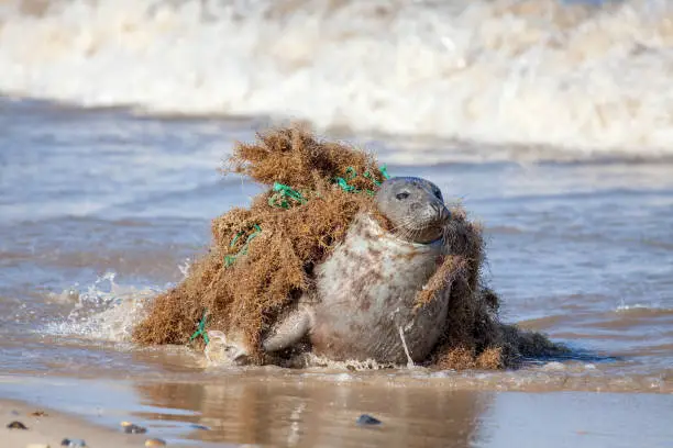 Plastic pollution and animal harm. Seal caught in fishing net. Beautiful marine mammal trapped by choking discarded fishing gear tangled around the neck. Animal distress and suffering. (Seal was freed!).