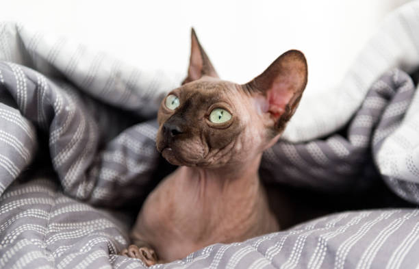 istock bald cat Sphynx, cat under the grey blanket 1134083341
