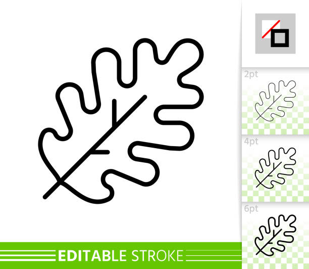 ilustrações de stock, clip art, desenhos animados e ícones de leaf oak foliage simple thin line vector icon - oak leaf leaf oak tree spring