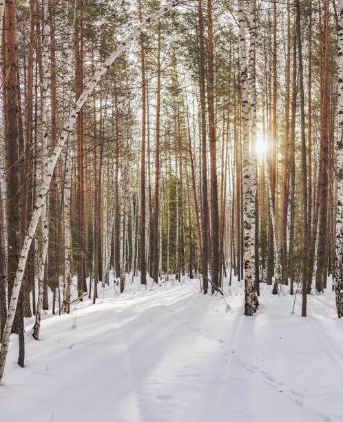 istock Birch and spruce forest on a winter day with fresh white snow. 1134084431