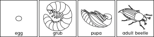 Vector illustration of Coloring page with life cycle of cockchafer. Sequence of stages of development of cockchafer (Melolontha melolontha) from egg to adult beetle