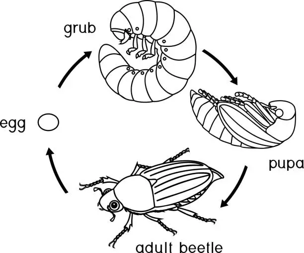 Vector illustration of Coloring page with life cycle of cockchafer. Sequence of stages of development of cockchafer (Melolontha melolontha) from egg to adult beetle