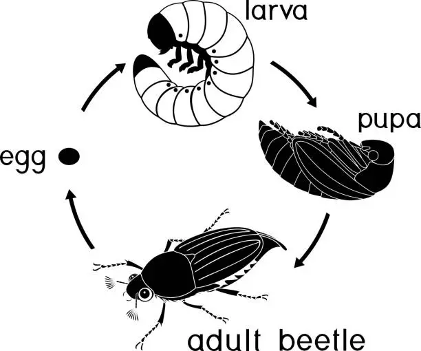 Vector illustration of Life cycle of cockchafer. Sequence of stages of development of cockchafer (Melolontha melolontha) from egg to adult beetle