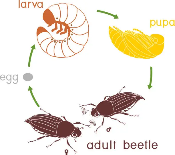 Vector illustration of Life cycle of cockchafer. Sequence of stages of development of cockchafer (Melolontha melolontha) from egg to adult beetle