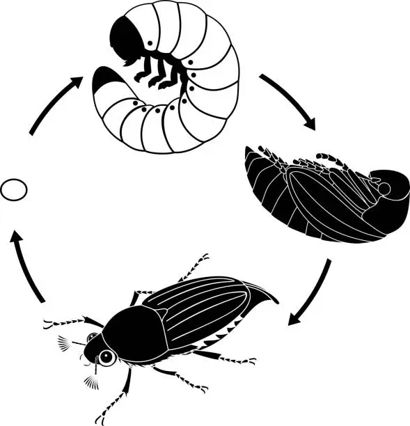 Vector illustration of Life cycle of cockchafer. Sequence of stages of development of cockchafer (Melolontha melolontha) from egg to adult beetle