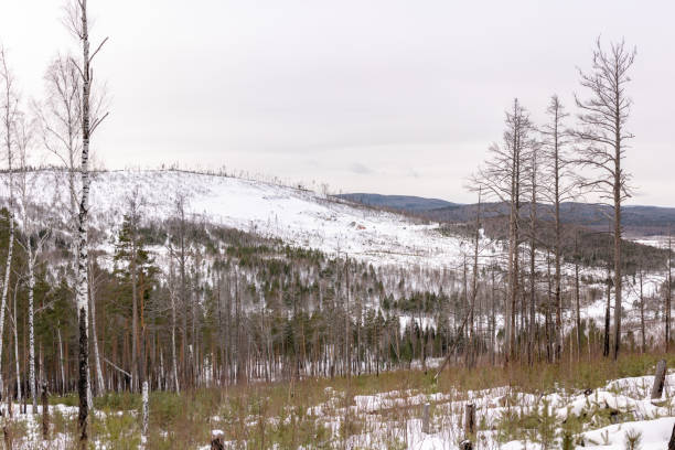 Felled trees on the slope of a snowy hill. Winter forest