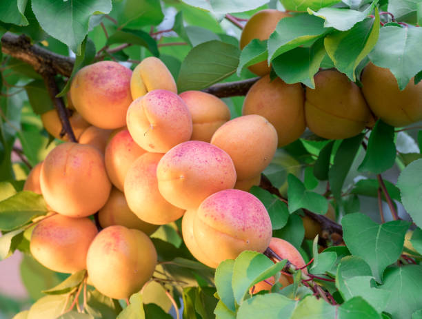 istock Ripe apricots on the orchard tree in the garden. 1134086034