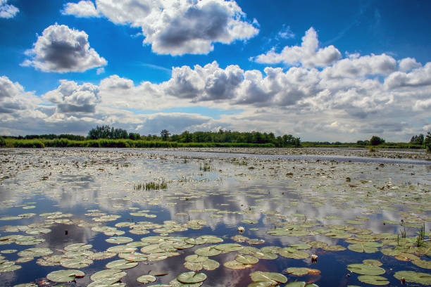 Nature Reserve and Landscape de Wieden in Zwartewaterland, the Netherlands Nature landscape "The Wieden" at Zwartewaterland, The Netherlands rustige scène stock pictures, royalty-free photos & images