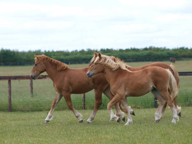 istock Rare Suffolk Punch Horses 1134087101